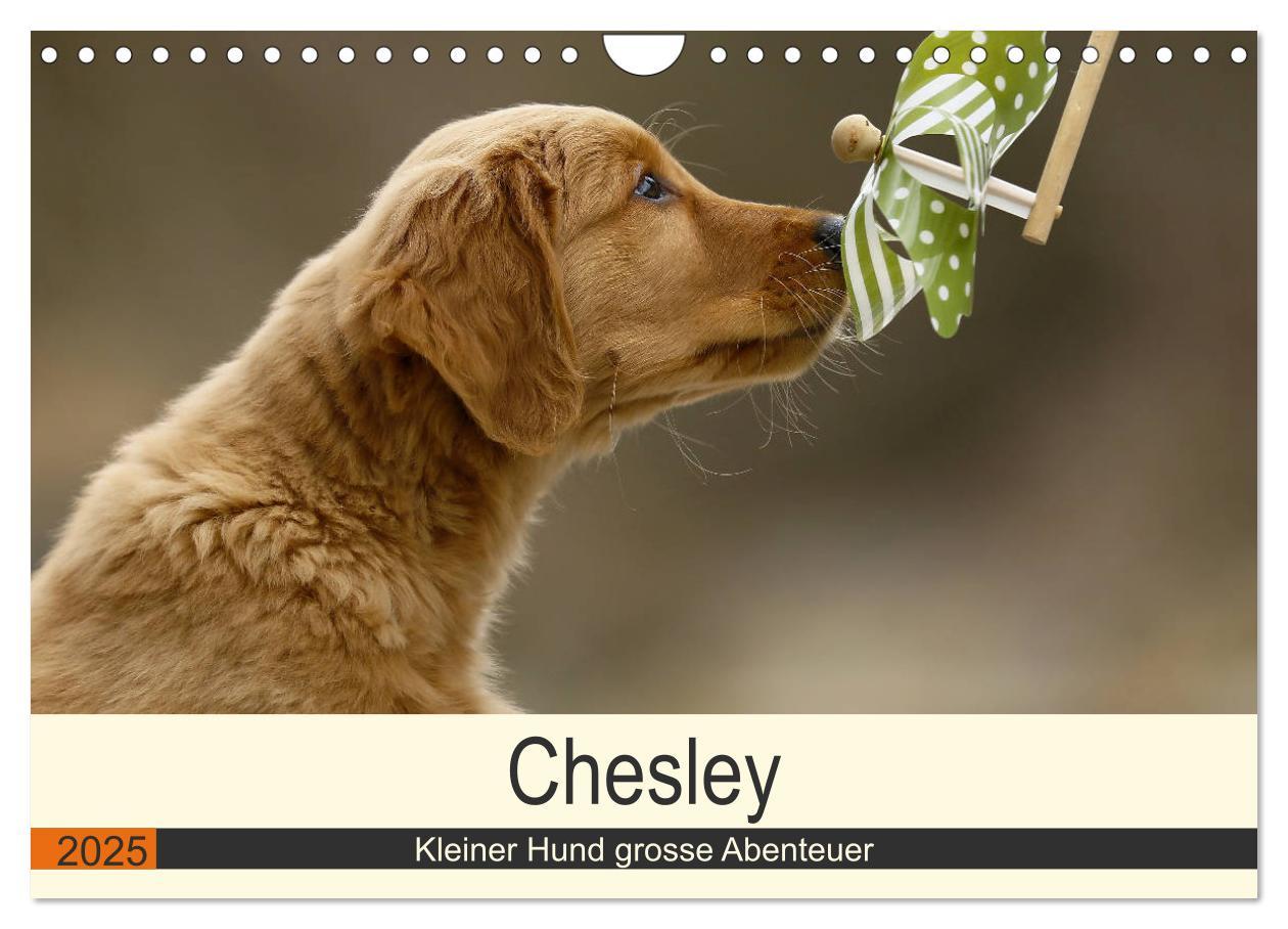 Cover: 9783435307791 | Chesley Kleiner Hund grosse Abenteuer (Wandkalender 2025 DIN A4...