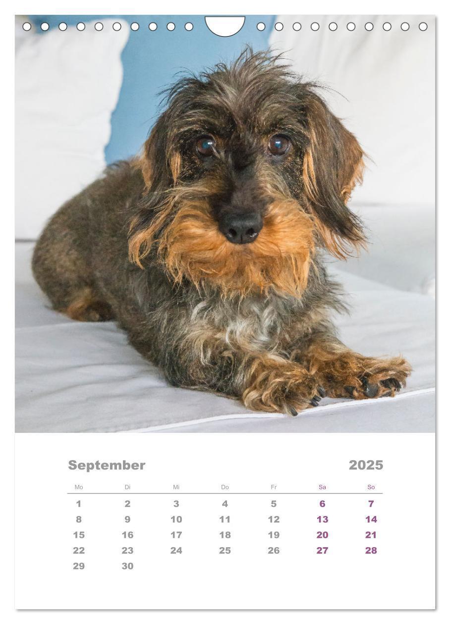 Bild: 9783435892846 | Dackel(augen)blicke (Wandkalender 2025 DIN A4 hoch), CALVENDO...