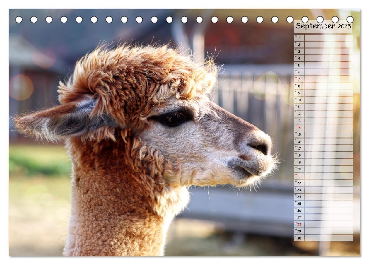 Bild: 9783383982705 | Alpaka, coole Typen mit wilden Frisuren (Tischkalender 2025 DIN A5...