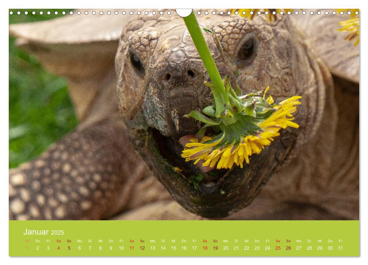 Bild: 9783435315505 | Meine Schildkröten (Wandkalender 2025 DIN A3 quer), CALVENDO...