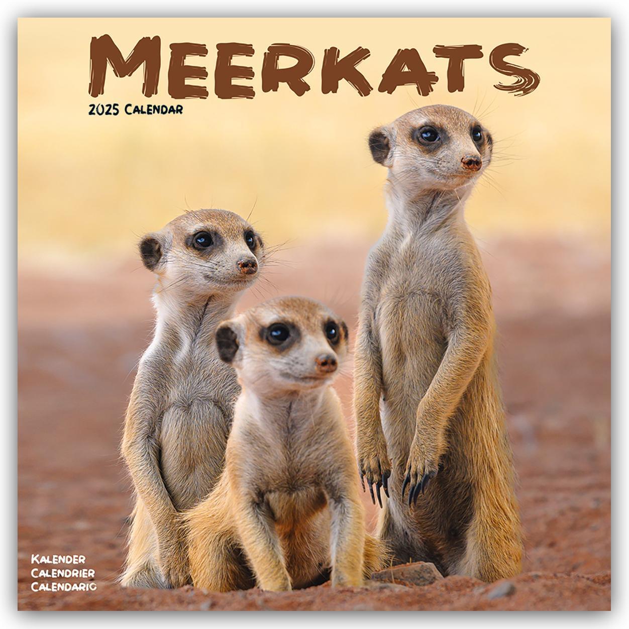 Cover: 9781804604410 | Meerkats - Erdmännchen 2025 - 16-Monatskalender | Ltd | Kalender