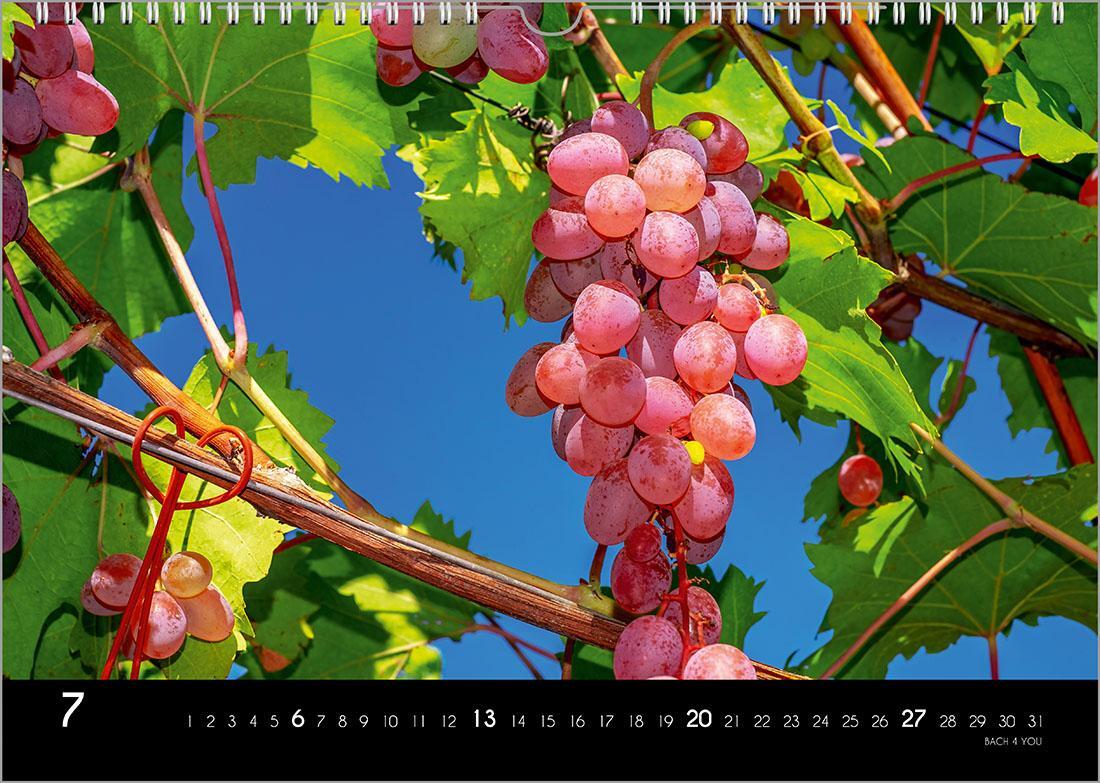 Bild: 9783969031087 | Der Weinkalender 2025, DIN A3 - ein Fotokalender | Peter Bach Jr.