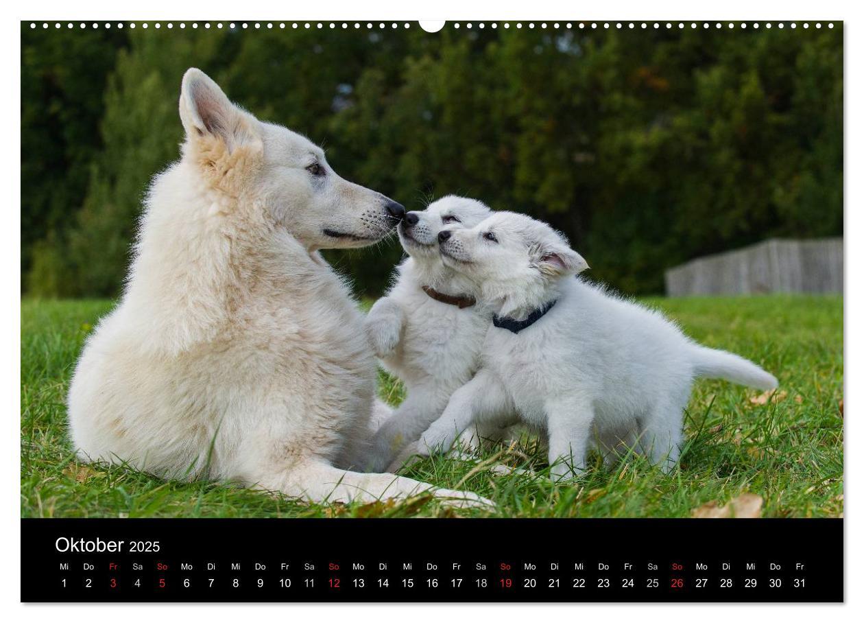 Bild: 9783435758722 | Weißer Schweizer Schäferhund - Ein Tag im Leben einer Hundefamilie...