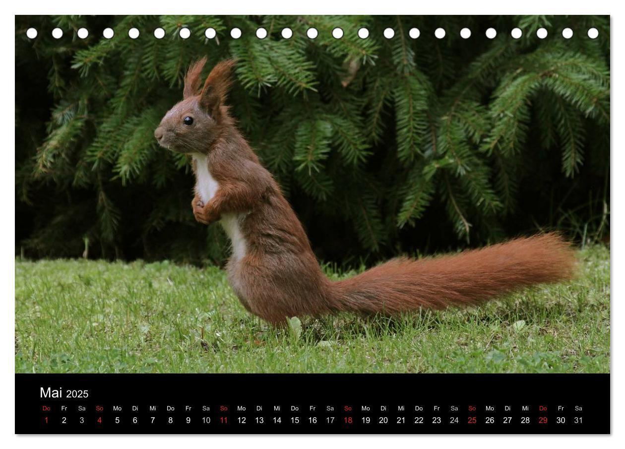 Bild: 9783435561551 | Artist im Garten. Das Eichhörnchen (Tischkalender 2025 DIN A5...