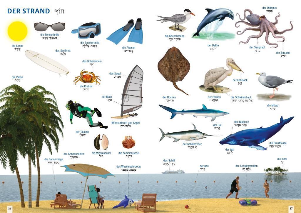 Bild: 9783898947183 | Bildwörterbuch für Kinder und Eltern Hebräisch-Deutsch | Igor Jourist