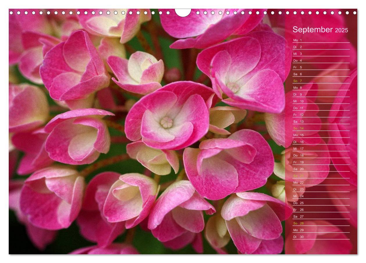 Bild: 9783435734283 | Hortensien / Geburtstagskalender (Wandkalender 2025 DIN A3 quer),...