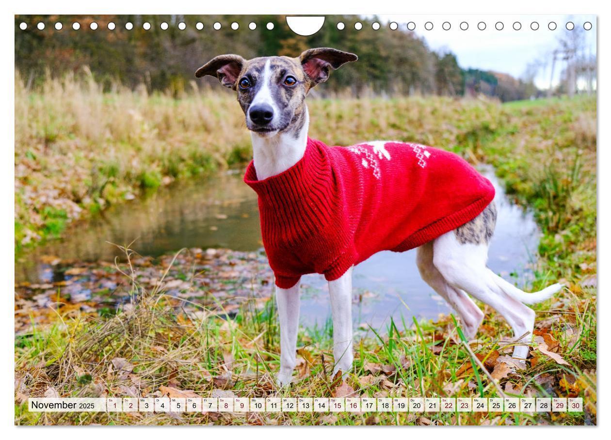 Bild: 9783383941917 | Der Whippet - ein Seelenhund (Wandkalender 2025 DIN A4 quer),...