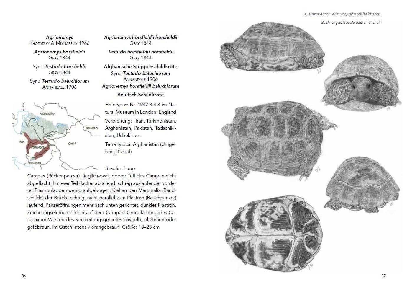 Bild: 9783981121285 | Die Haltung der Steppenschildkröten Agrionemys horsfieldii | Ude Fass