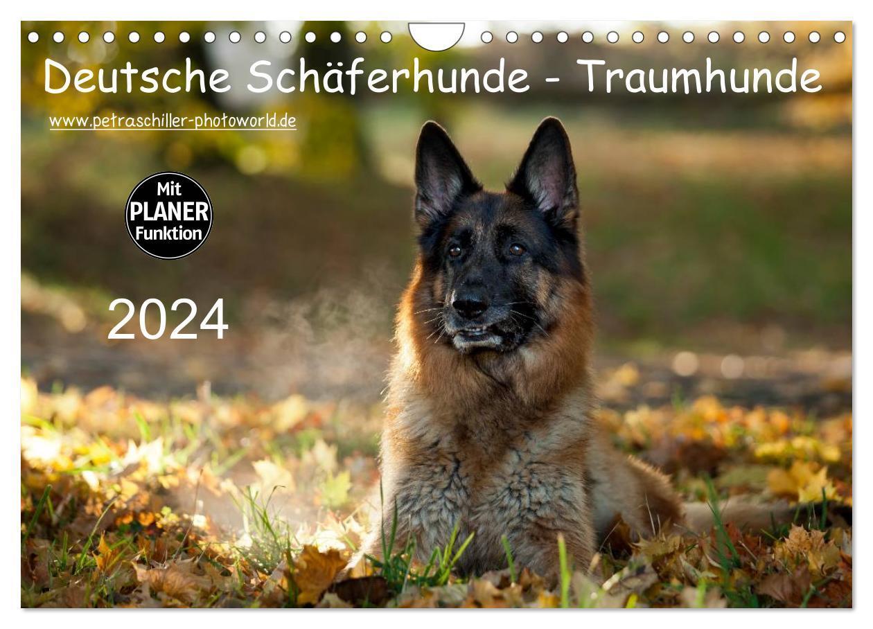 Cover: 9783383258633 | Deutsche Schäferhunde - Traumhunde (Wandkalender 2024 DIN A4 quer),...