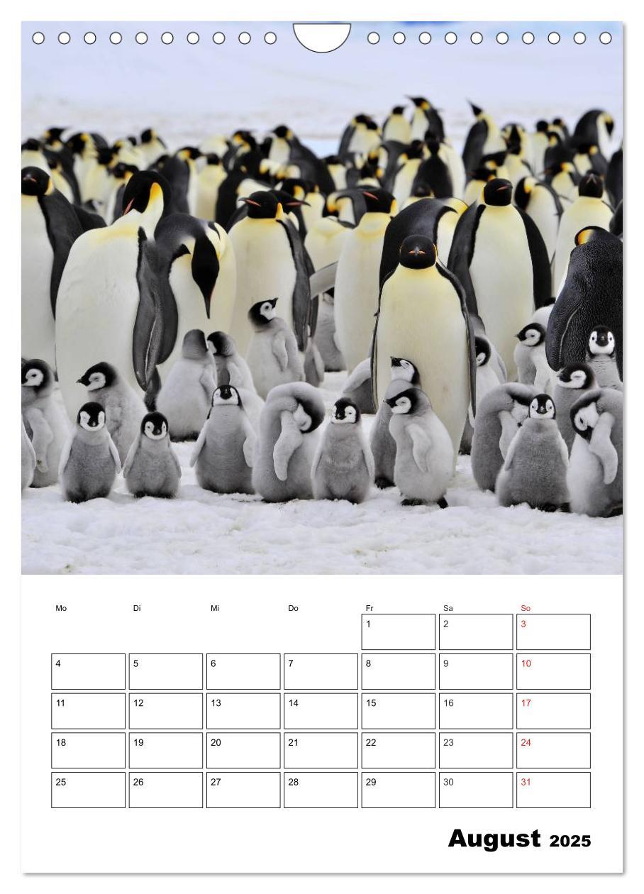 Bild: 9783457035726 | Pinguine. Familienglück im Eis (Wandkalender 2025 DIN A4 hoch),...