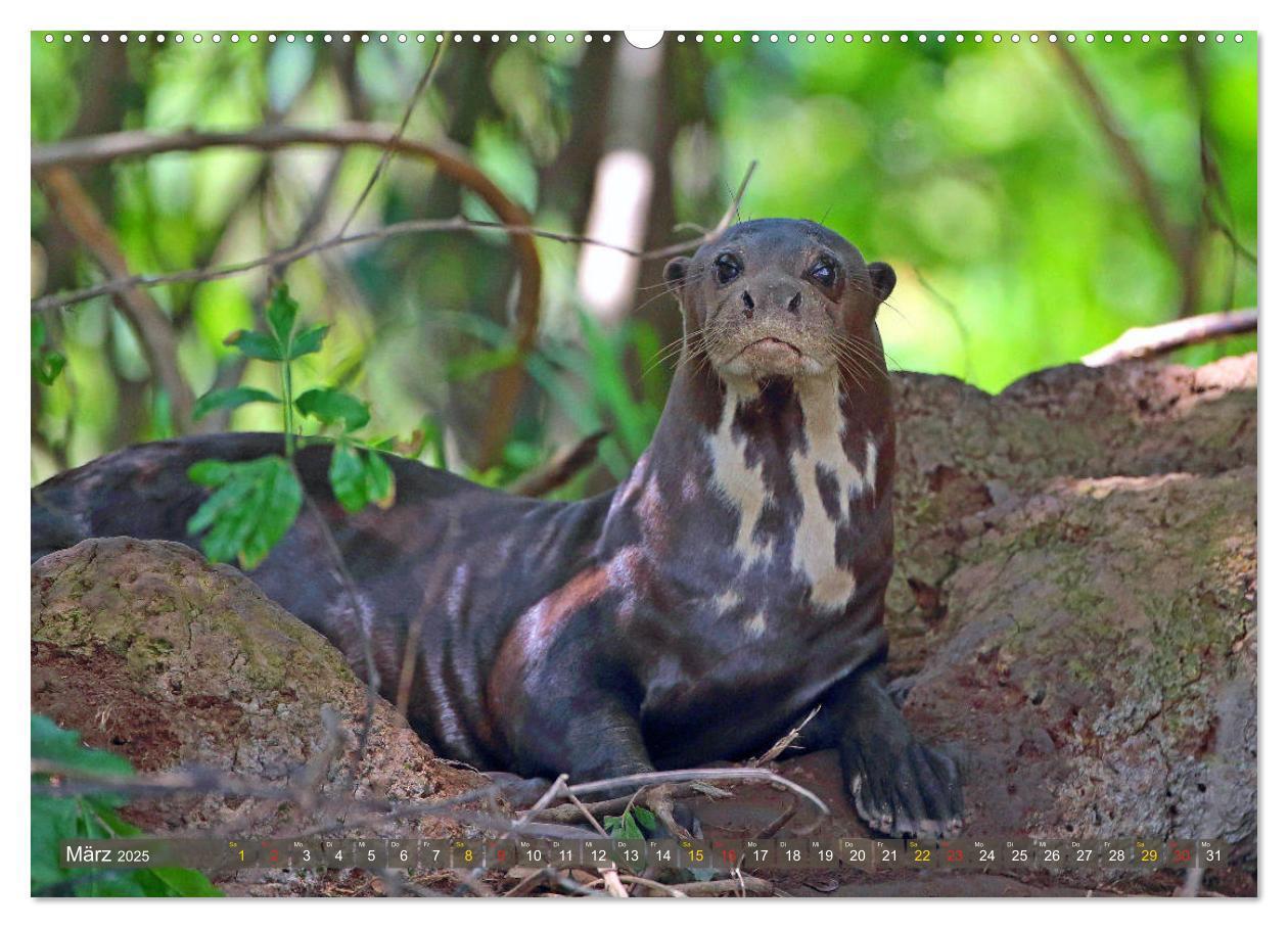 Bild: 9783435262595 | Riesenotter - Flusswölfe im Pantanal (Wandkalender 2025 DIN A2...