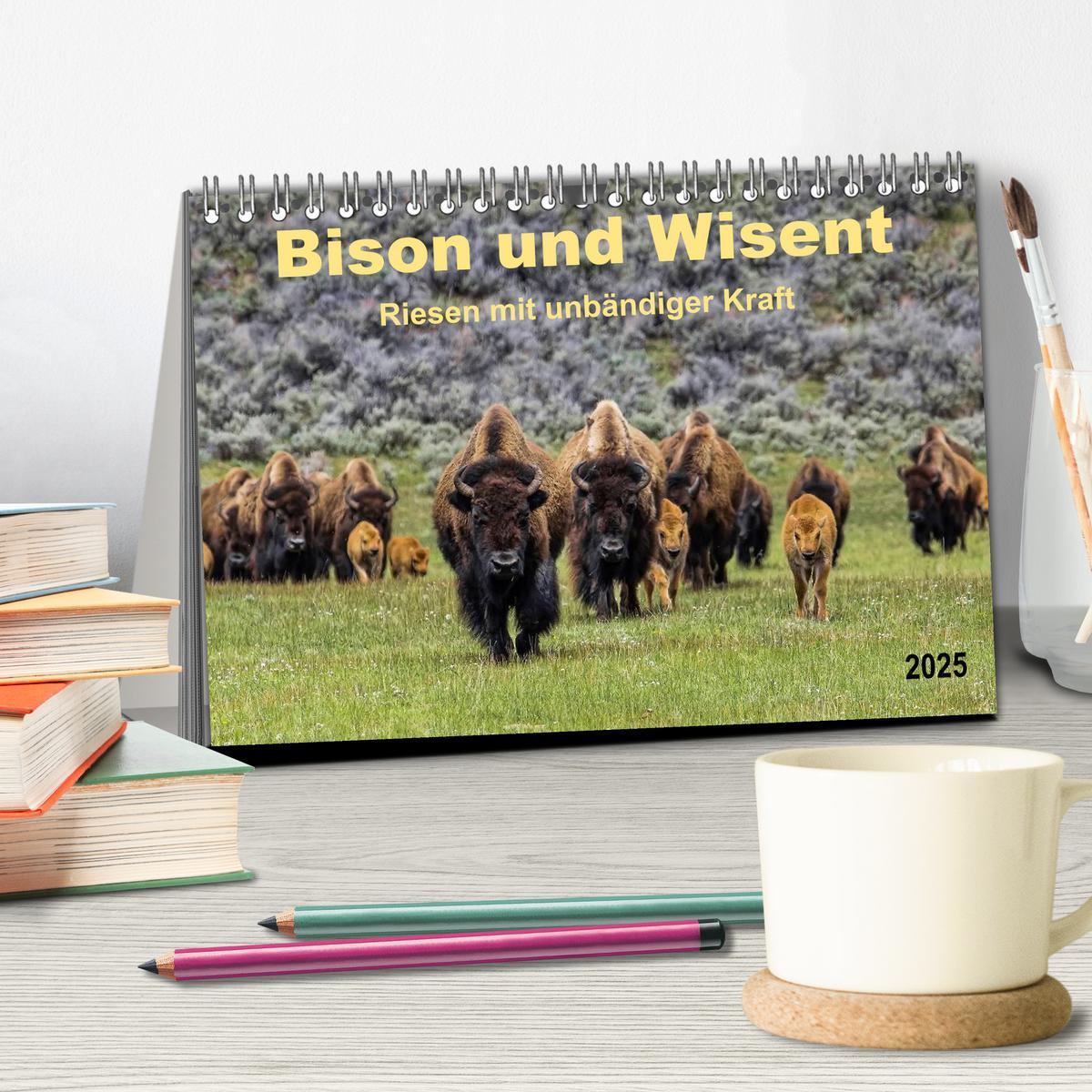 Bild: 9783435579242 | Bison und Wisent - Riesen mit unbändiger Kraft (Tischkalender 2025...