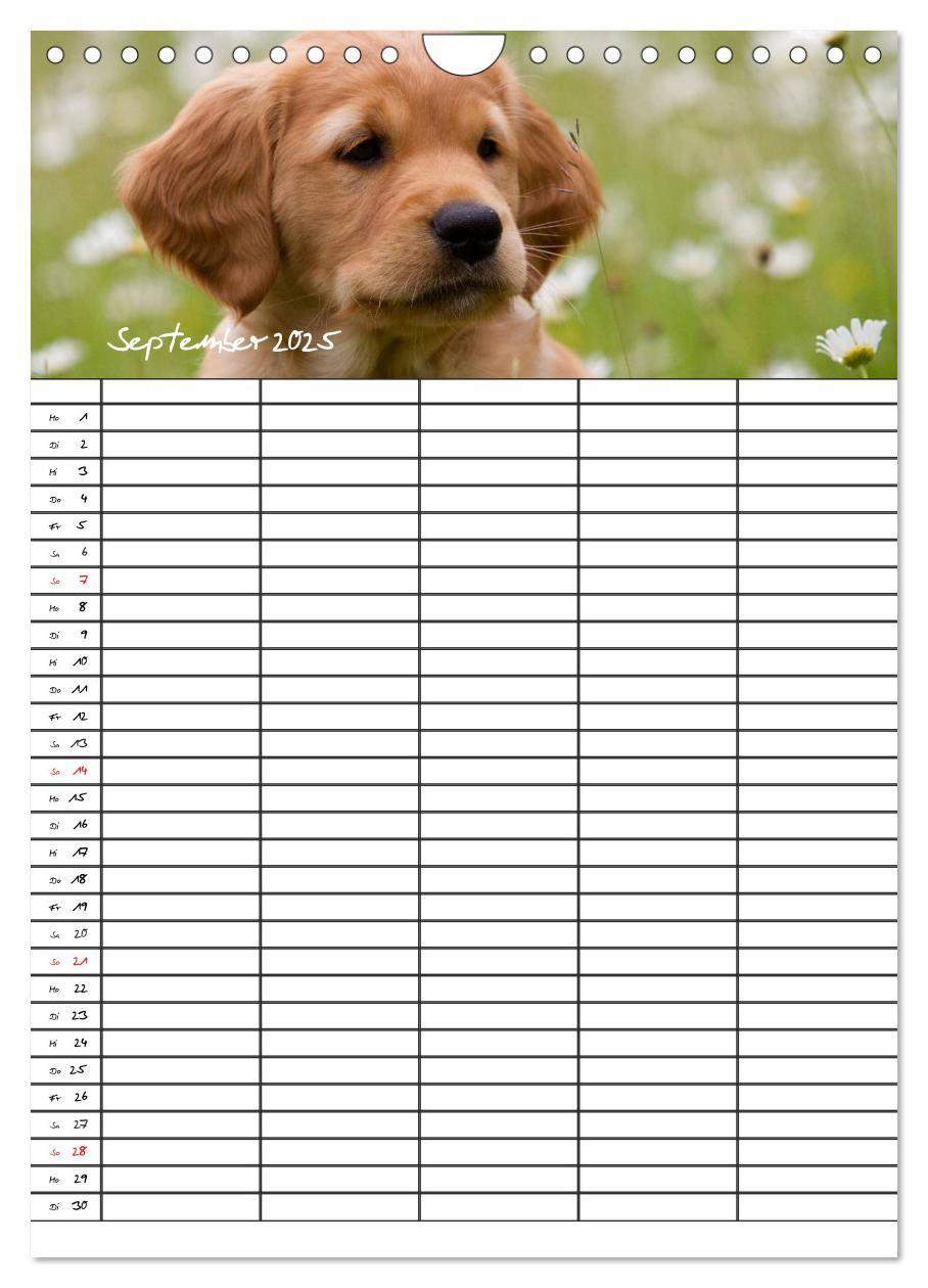 Bild: 9783457088562 | Familienplaner: Golden Retriever Welpen (Wandkalender 2025 DIN A4...