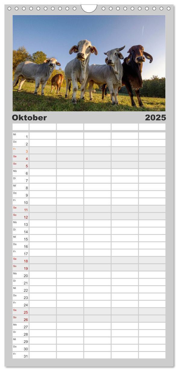 Bild: 9783457104378 | Familienplaner 2025 - Kuh und Co. mit 5 Spalten (Wandkalender, 21 x...