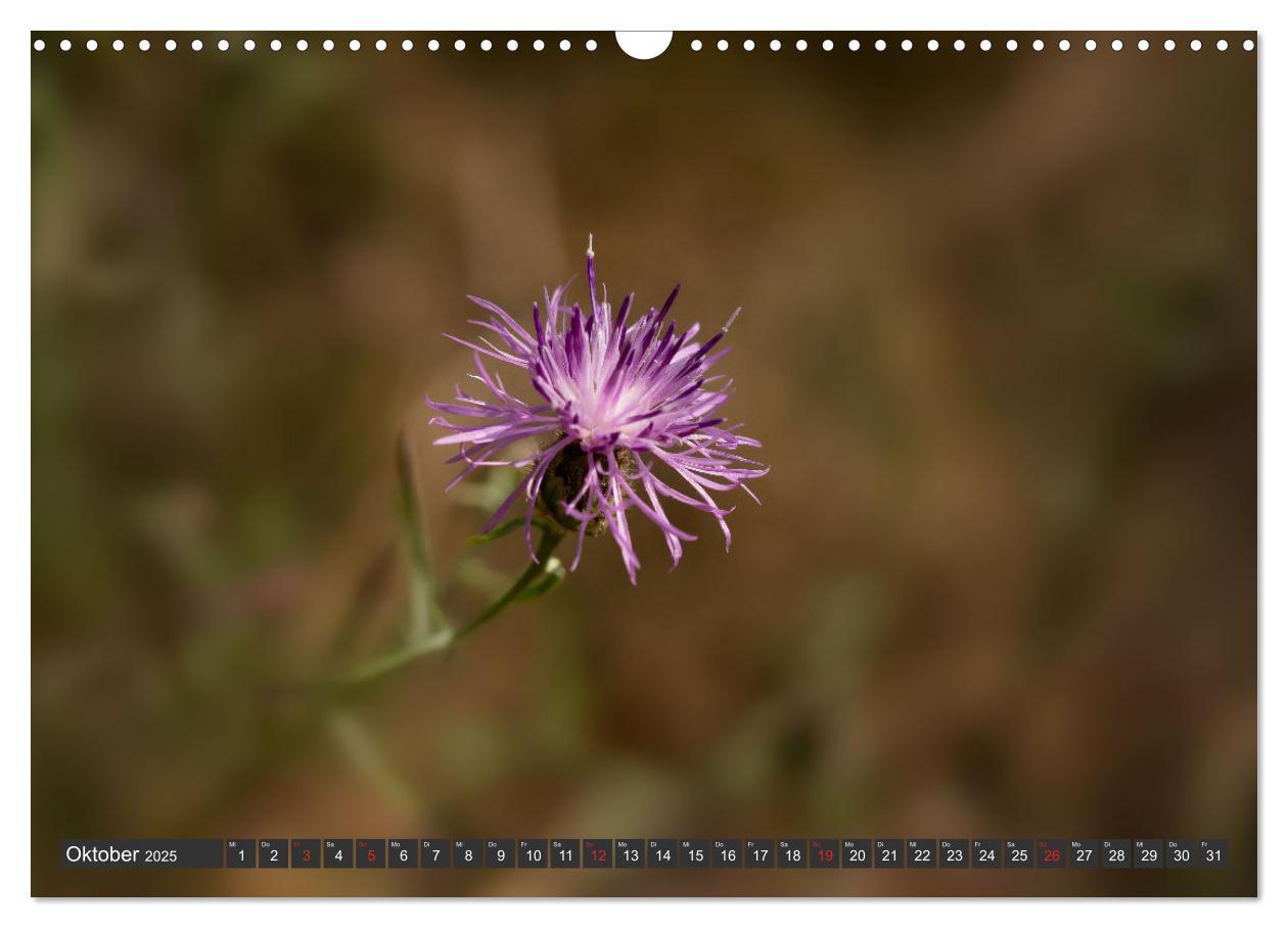 Bild: 9783383999376 | Makrowelt - Blumen und Insekten im Fokus (Wandkalender 2025 DIN A3...