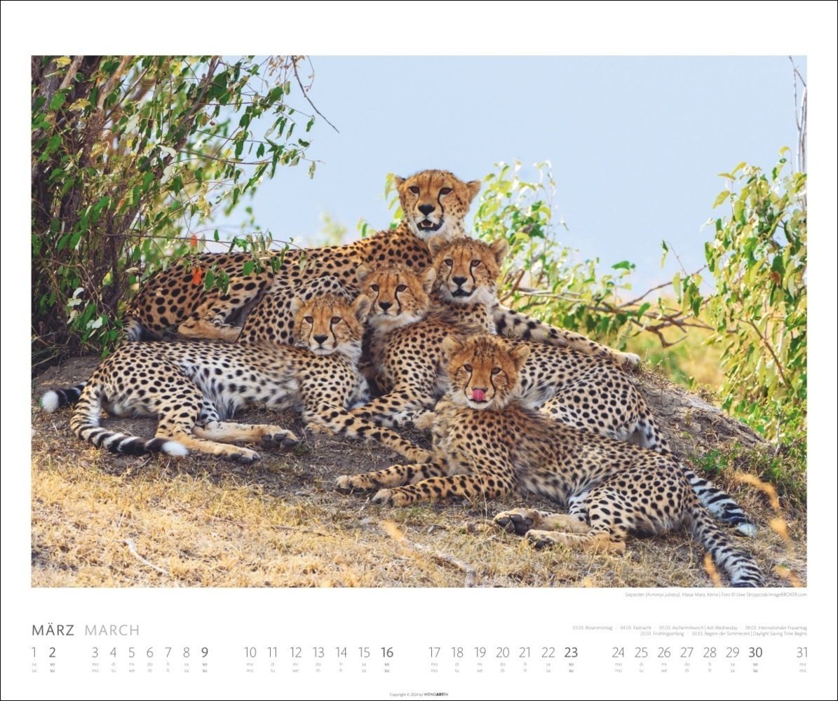 Bild: 9783839901014 | African Wildlife Kalender 2025 | Kalender | Spiralbindung | 14 S.