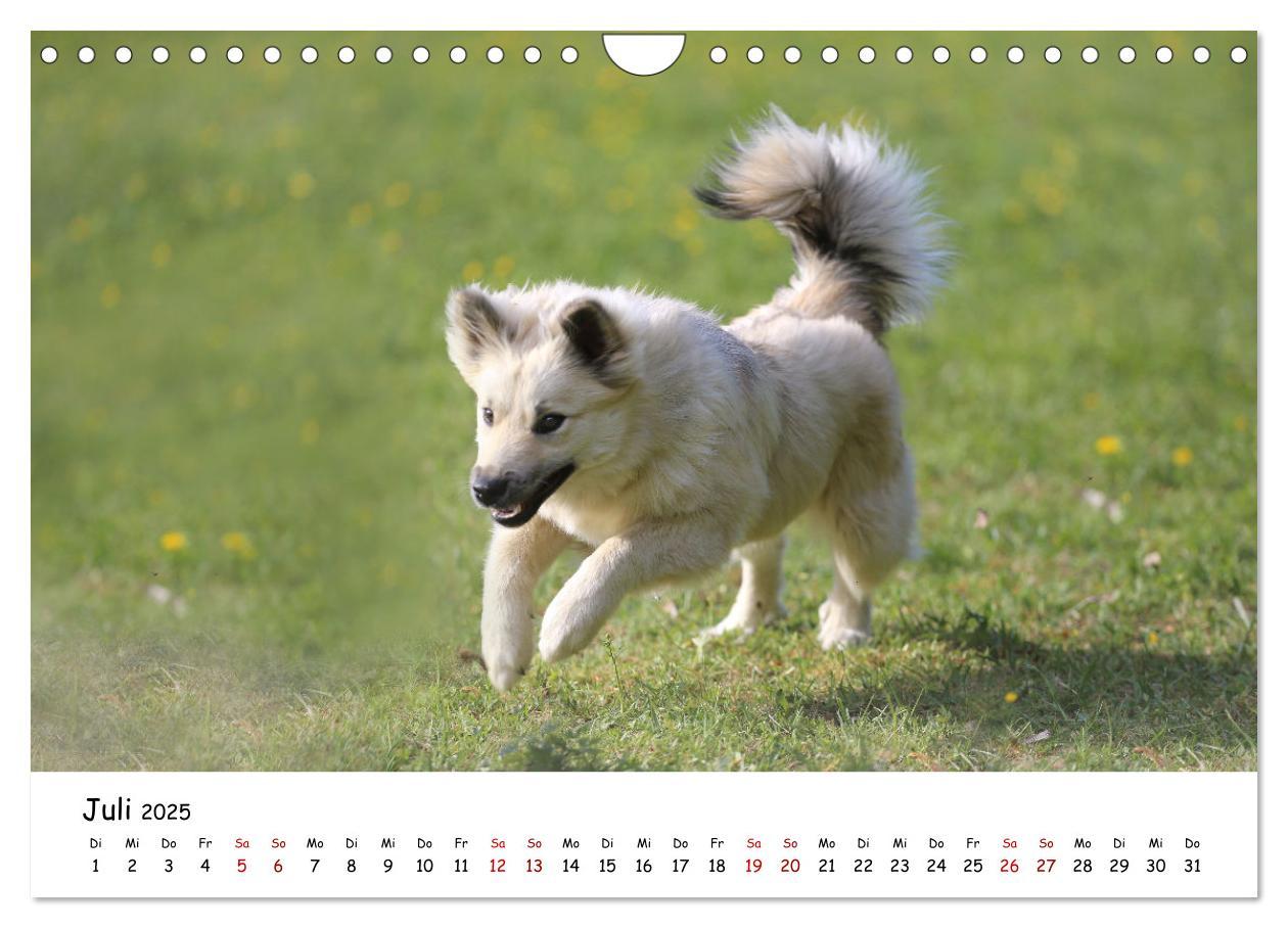 Bild: 9783383973161 | Islandhunde (Wandkalender 2025 DIN A4 quer), CALVENDO Monatskalender