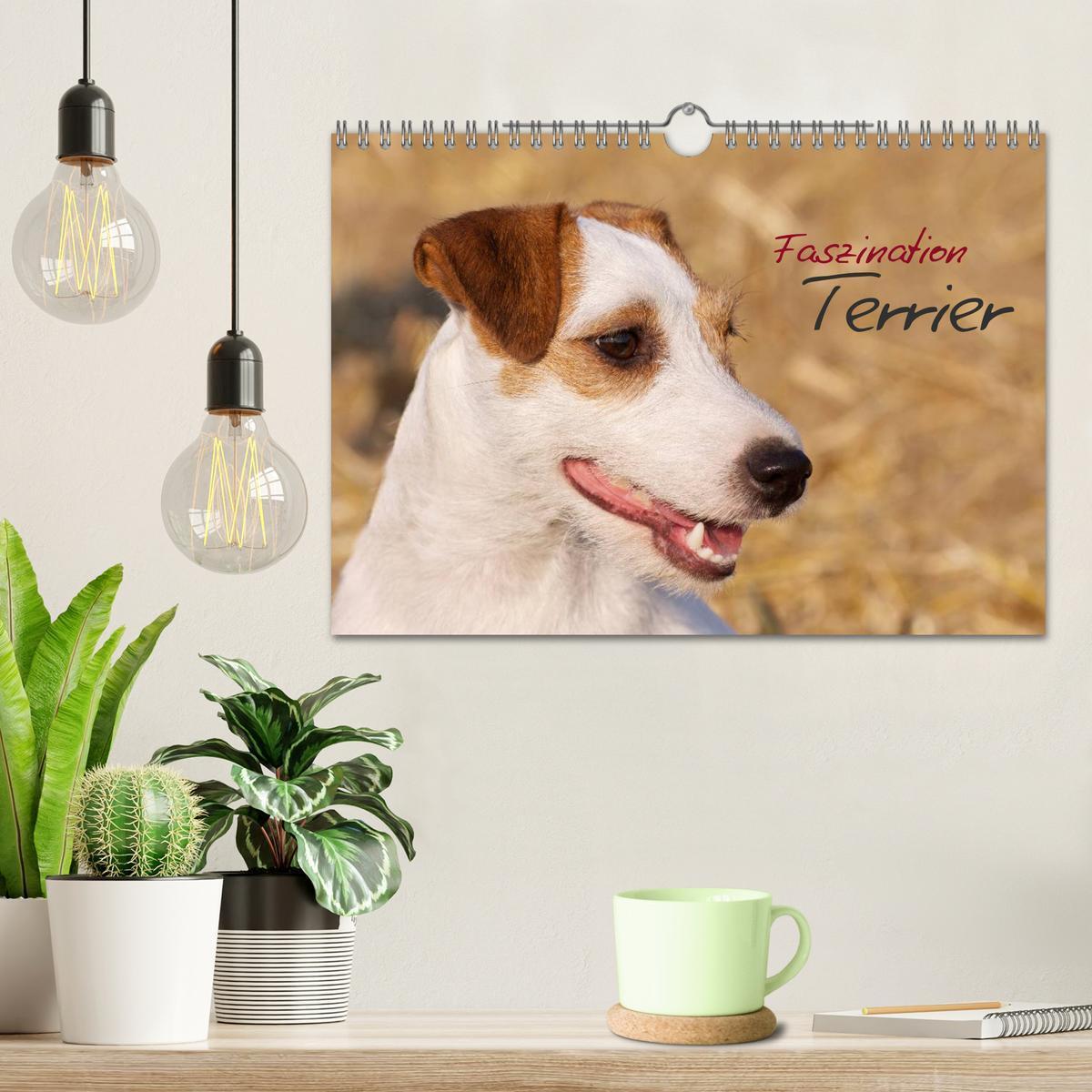 Bild: 9783435634057 | Faszination Terrier (Wandkalender 2025 DIN A4 quer), CALVENDO...