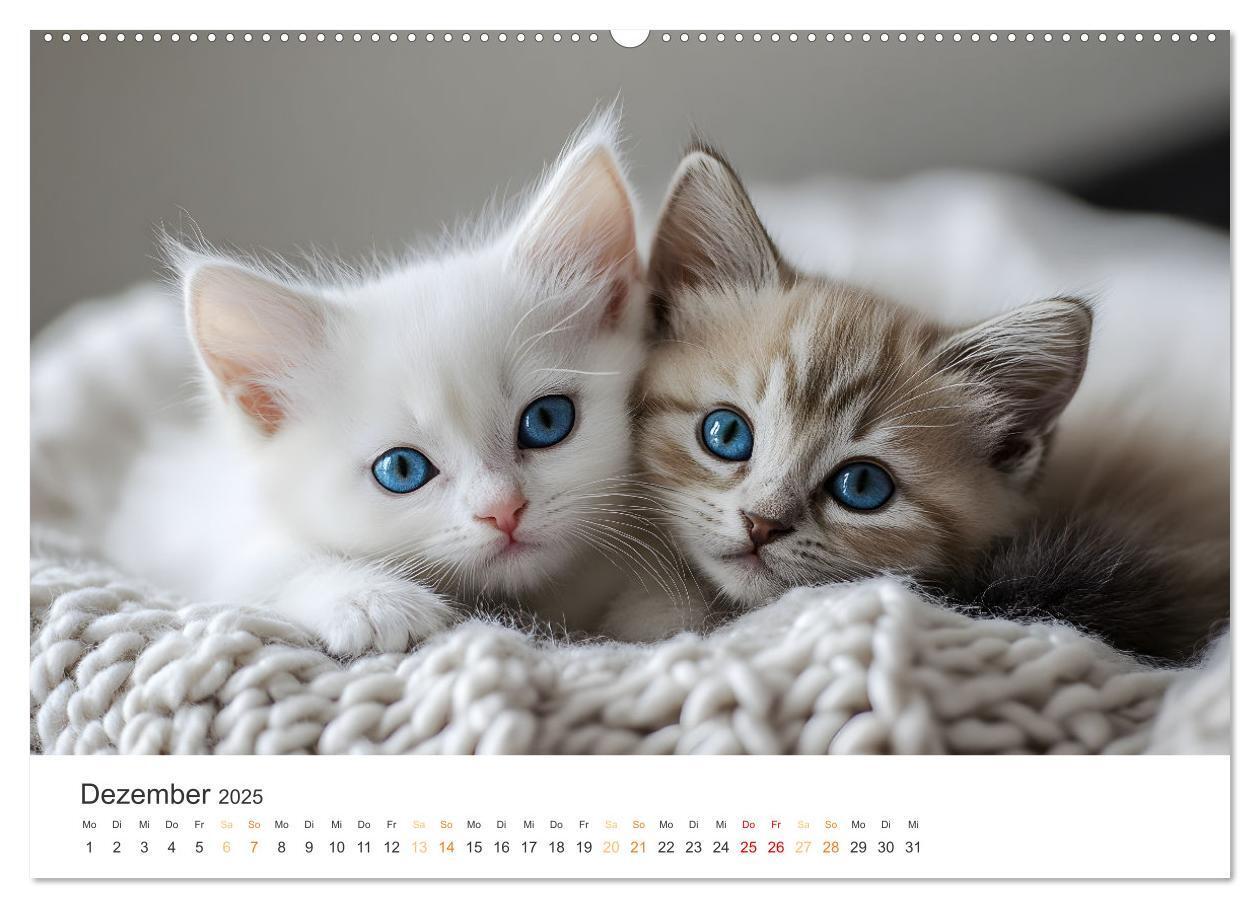 Bild: 9783457208014 | Zauberhafte Katzenbabys (Wandkalender 2025 DIN A2 quer), CALVENDO...