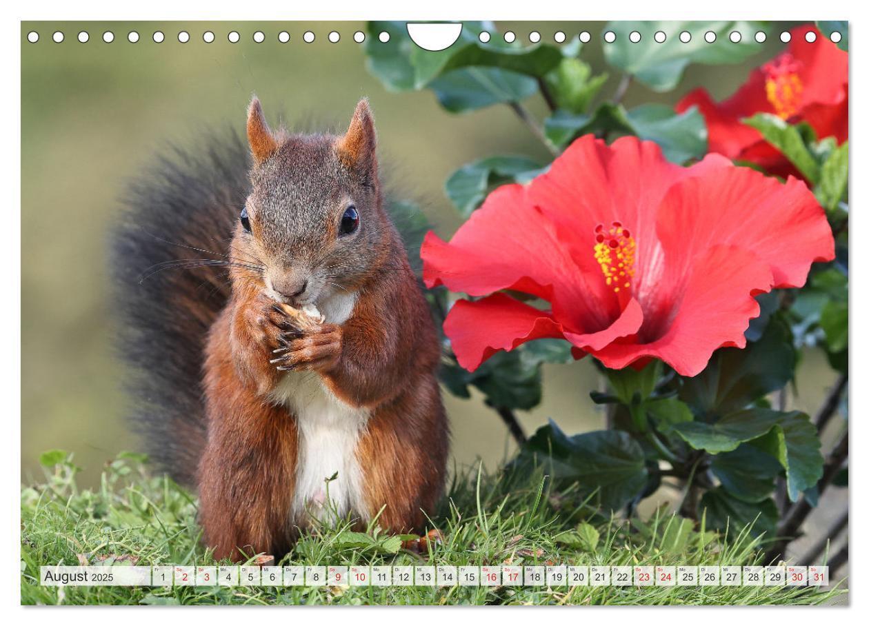 Bild: 9783435567027 | Besondere Augenblicke mit Eichhörnchen (Wandkalender 2025 DIN A4...