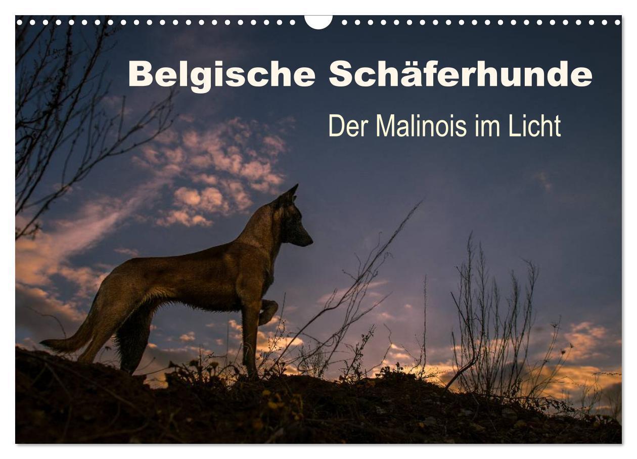 Cover: 9783675901117 | Belgische Schäferhunde - Der Malinois im Licht (Wandkalender 2024...