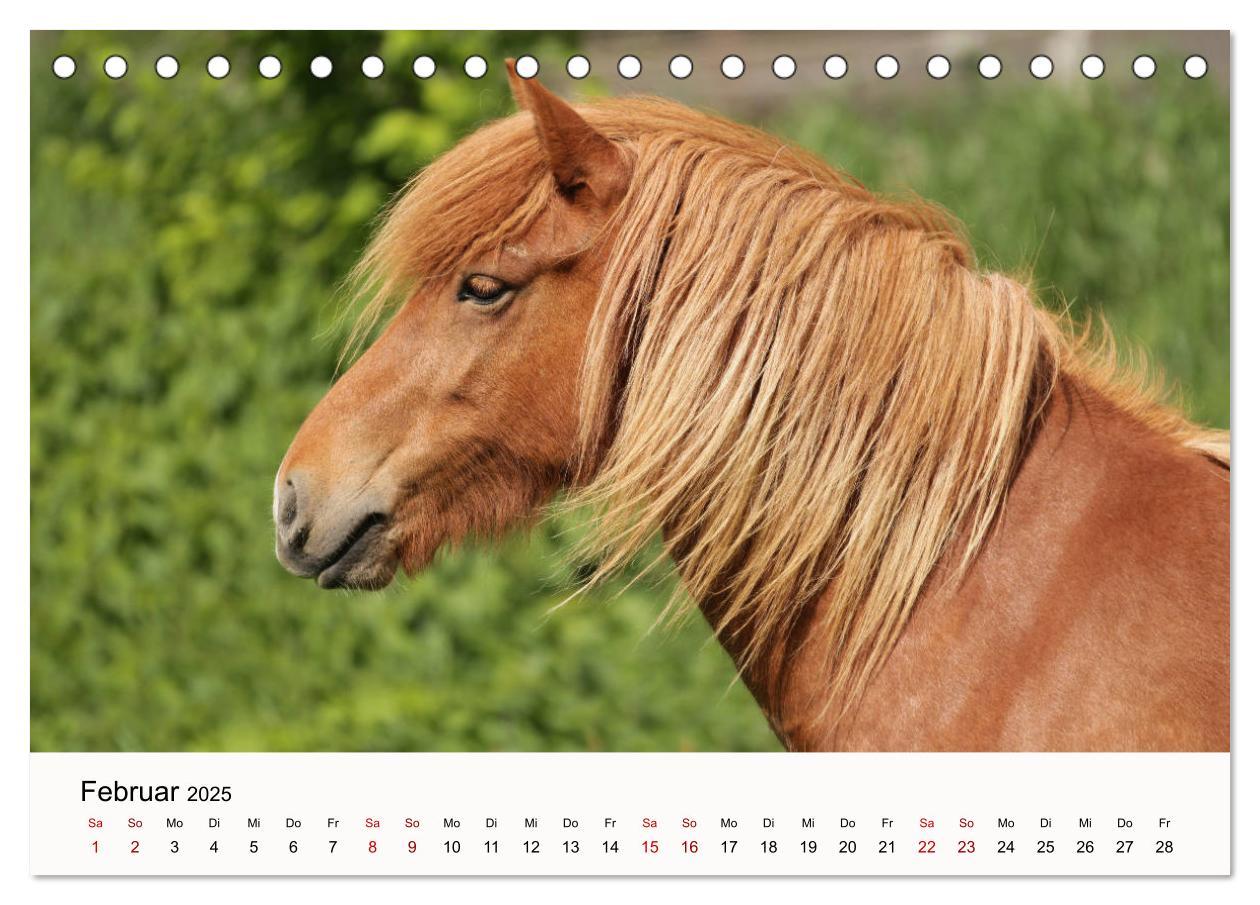 Bild: 9783435394975 | Isländer - icelandic horses (Tischkalender 2025 DIN A5 quer),...