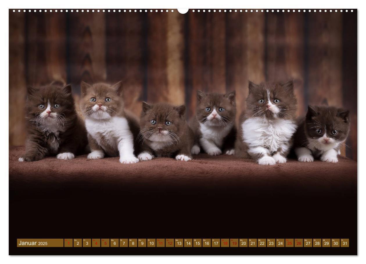 Bild: 9783435340941 | Katzenkinder - Britisch Kurzhaar (Wandkalender 2025 DIN A2 quer),...