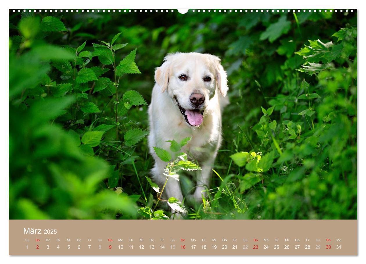 Bild: 9783435743551 | Golden Retriever (Wandkalender 2025 DIN A2 quer), CALVENDO...