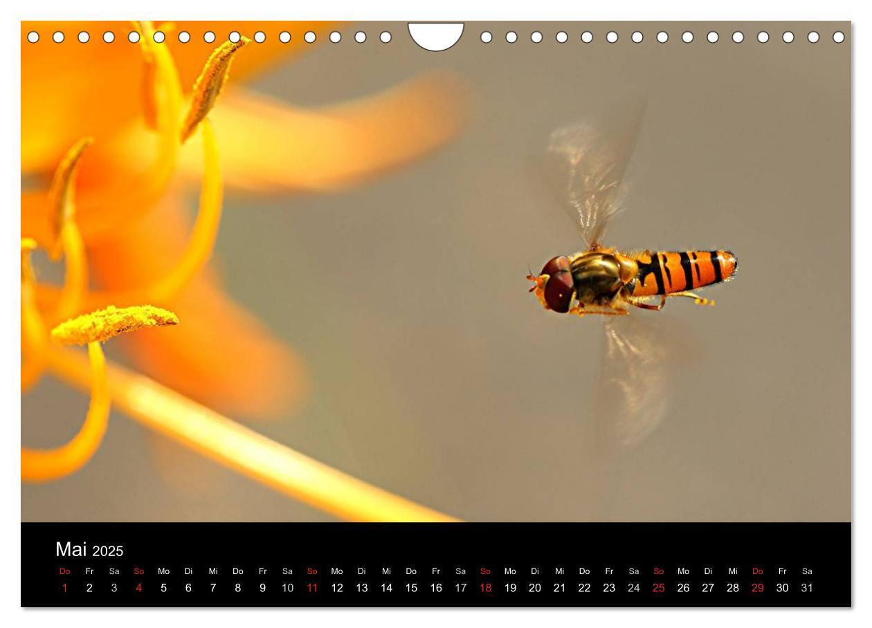 Bild: 9783435796298 | Makro-Kalender 2025 (Wandkalender 2025 DIN A4 quer), CALVENDO...