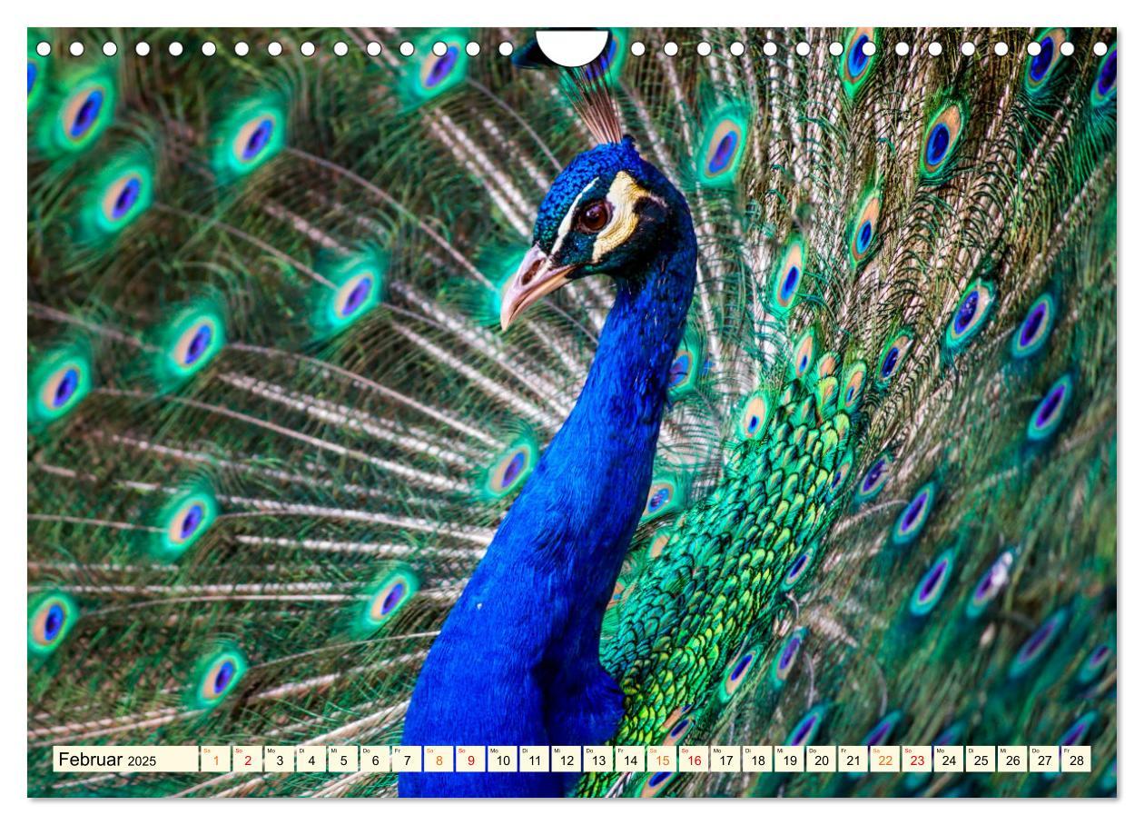 Bild: 9783383953460 | Schöner Pfau (Wandkalender 2025 DIN A4 quer), CALVENDO Monatskalender