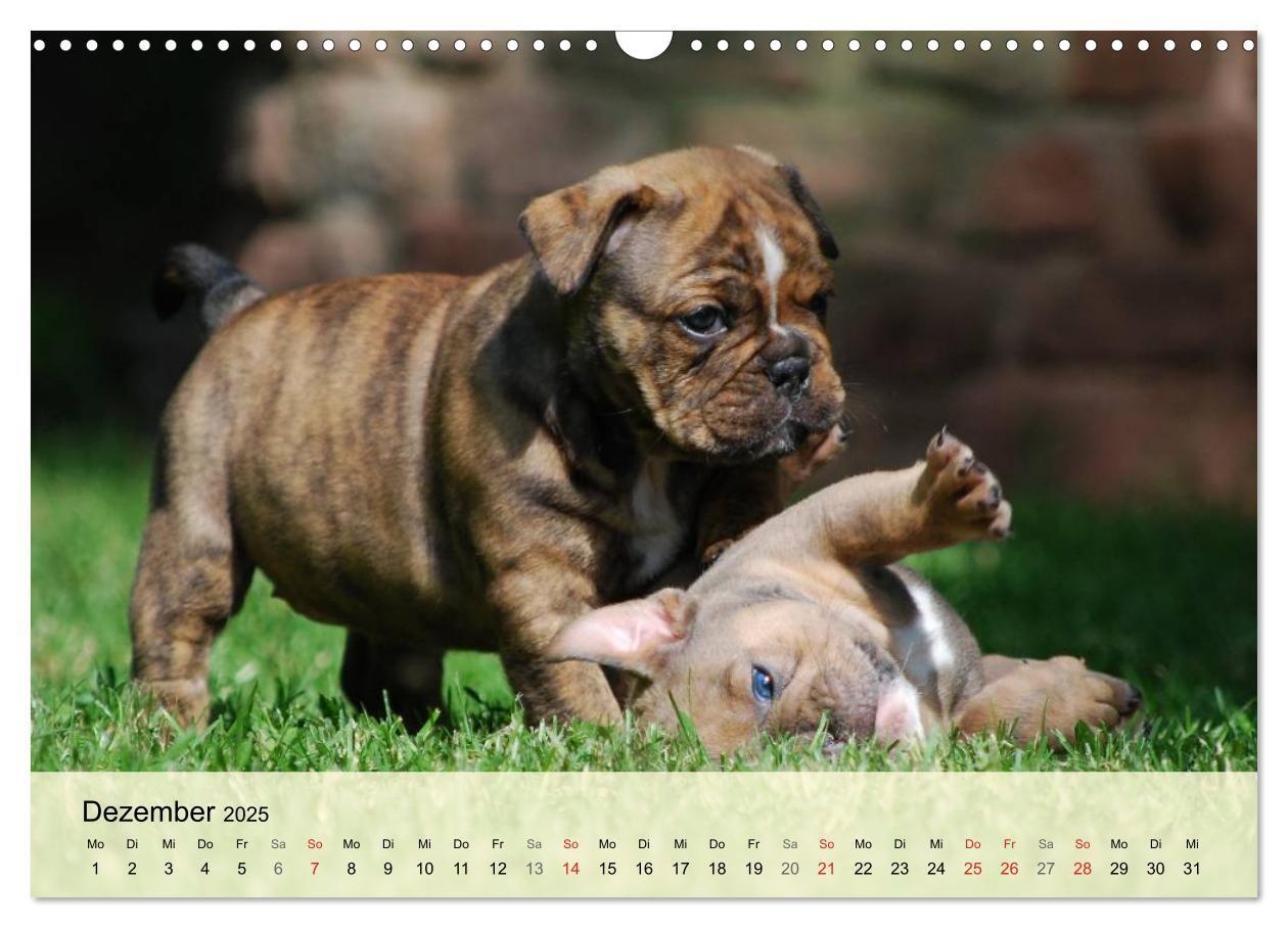 Bild: 9783435729296 | Bulldoggen-Kindergarten (Wandkalender 2025 DIN A3 quer), CALVENDO...