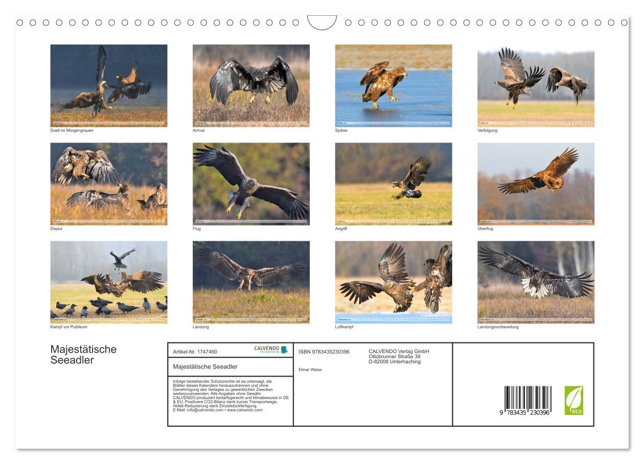 Bild: 9783435230396 | Majestätische Seeadler (Wandkalender 2025 DIN A3 quer), CALVENDO...