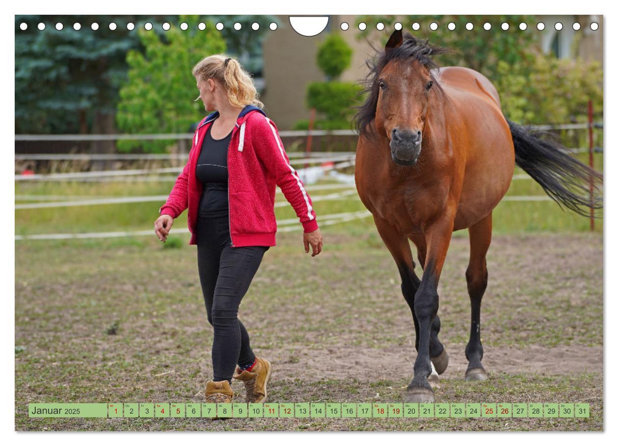 Bild: 9783383946257 | Faszination Trakehner (Wandkalender 2025 DIN A4 quer), CALVENDO...