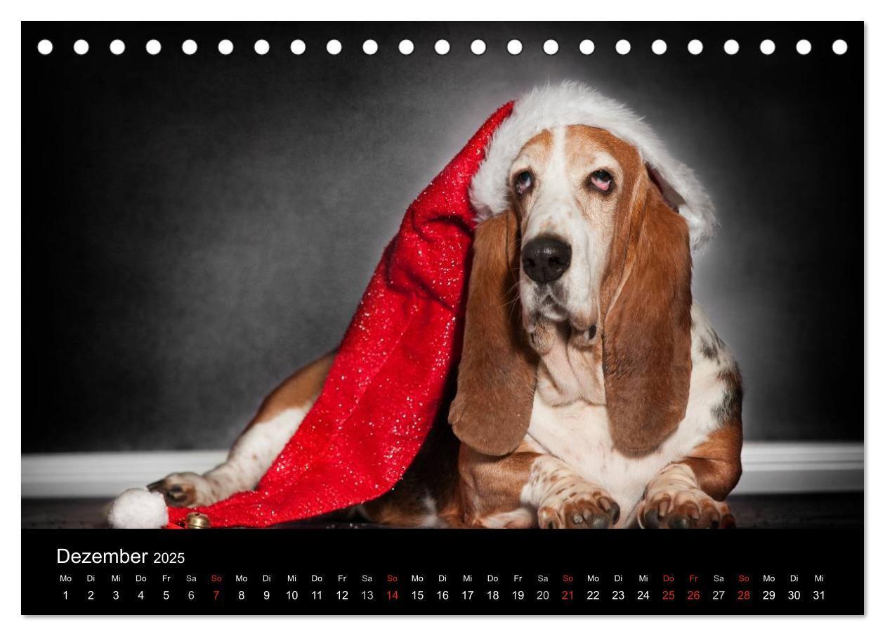 Bild: 9783457183113 | Der Basset, eine LANGE und besondere Liebe (Tischkalender 2025 DIN...