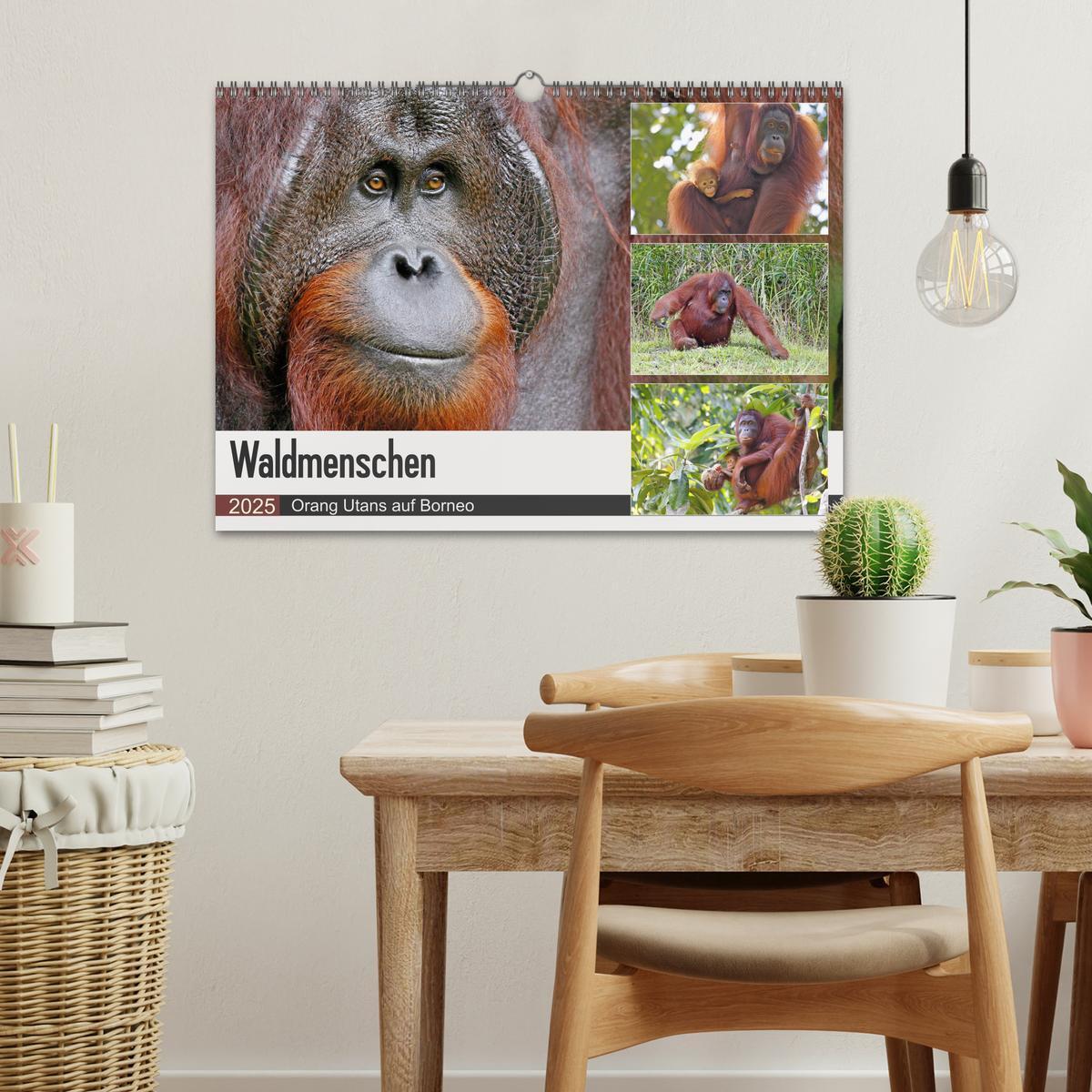 Bild: 9783435361502 | Waldmenschen - Orang Utans auf Borneo (Wandkalender 2025 DIN A3...