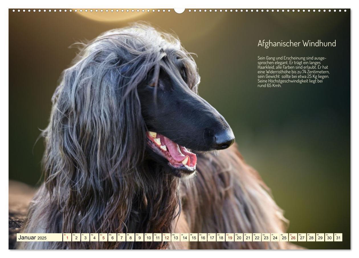 Bild: 9783457162163 | Windhunde im Portrait (Wandkalender 2025 DIN A2 quer), CALVENDO...