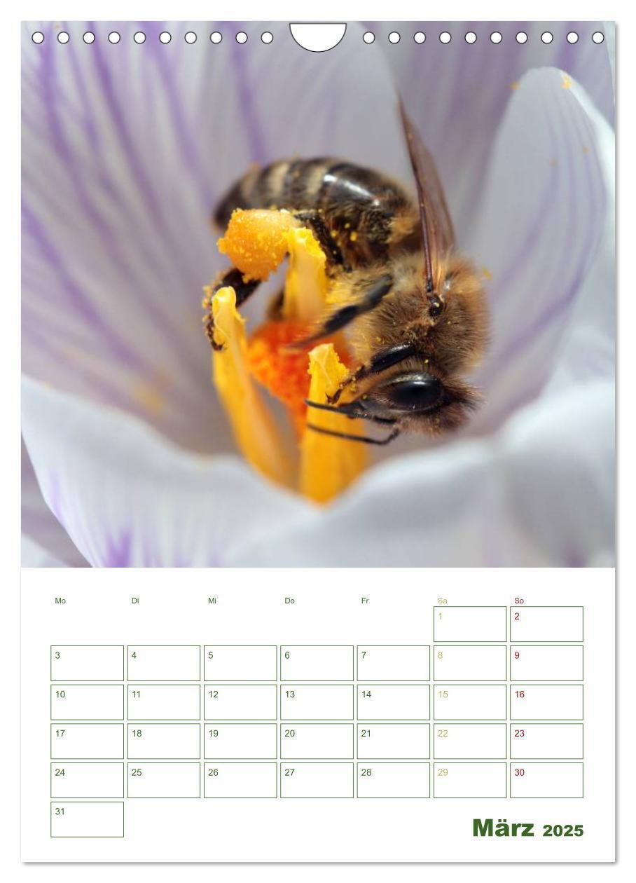 Bild: 9783457030813 | Bienen-Terminplaner 2025 (Wandkalender 2025 DIN A4 hoch), CALVENDO...