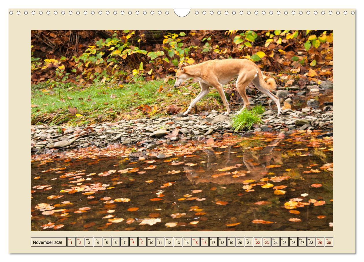 Bild: 9783383841927 | Mit dem Windhund unterwegs im zauberhaften Bergischen Land...