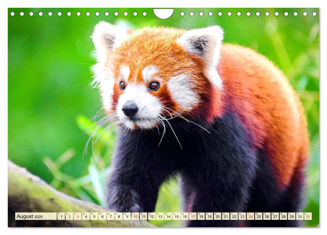 Bild: 9783435178766 | Roter Panda. Die superknuddeligen Katzenbären (Wandkalender 2025...