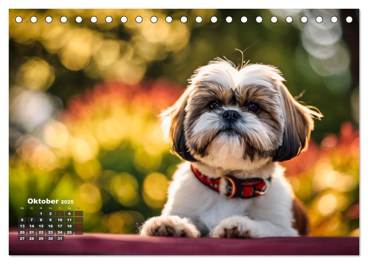 Bild: 9783435647279 | Shih Tzu - der wuschelige Hund aus Tibet (Tischkalender 2025 DIN A5...