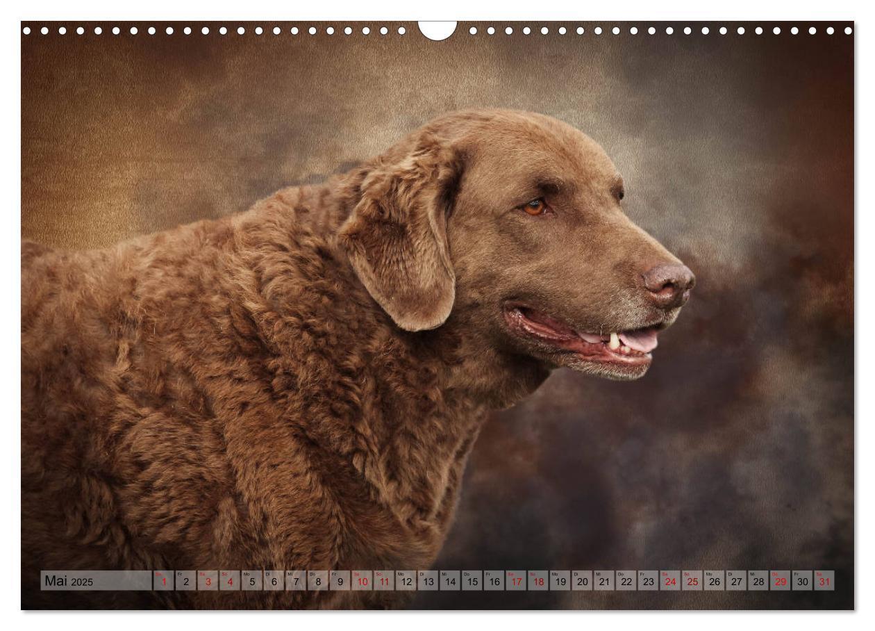 Bild: 9783435293933 | Jagdhunde im Portrait (Wandkalender 2025 DIN A3 quer), CALVENDO...