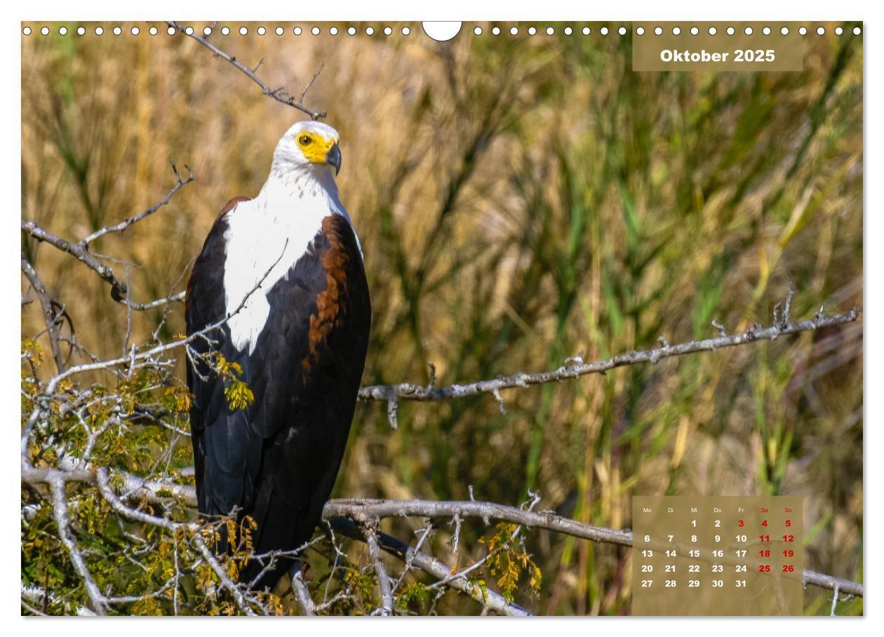 Bild: 9783435030613 | Die bunte Vogelwelt im Kruger National Park (Wandkalender 2025 DIN...