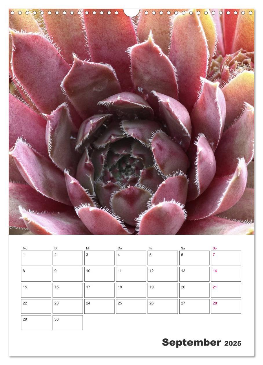 Bild: 9783457021675 | Ich liebe Sempervivum (Wandkalender 2025 DIN A3 hoch), CALVENDO...