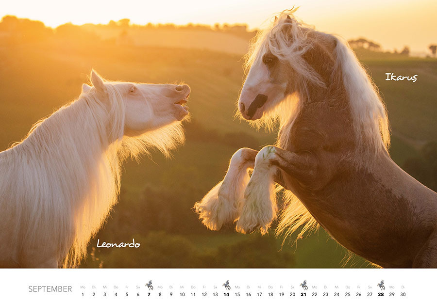 Bild: 9783966648318 | Pferde Kalender 2025 Wandkalender | Kalender | Spiralbindung | 14 S.