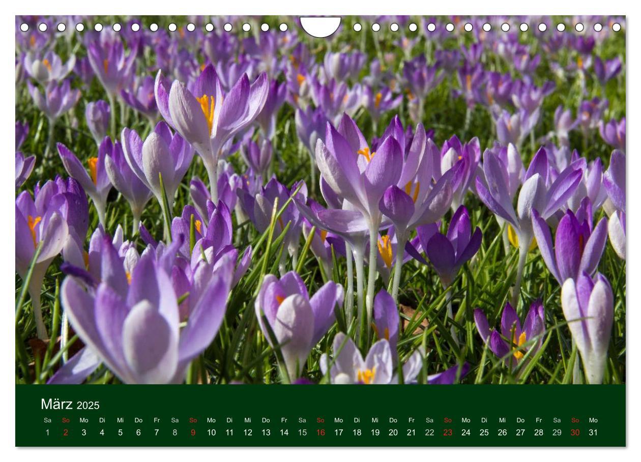 Bild: 9783435663613 | Blumen und Blüten (Wandkalender 2025 DIN A4 quer), CALVENDO...