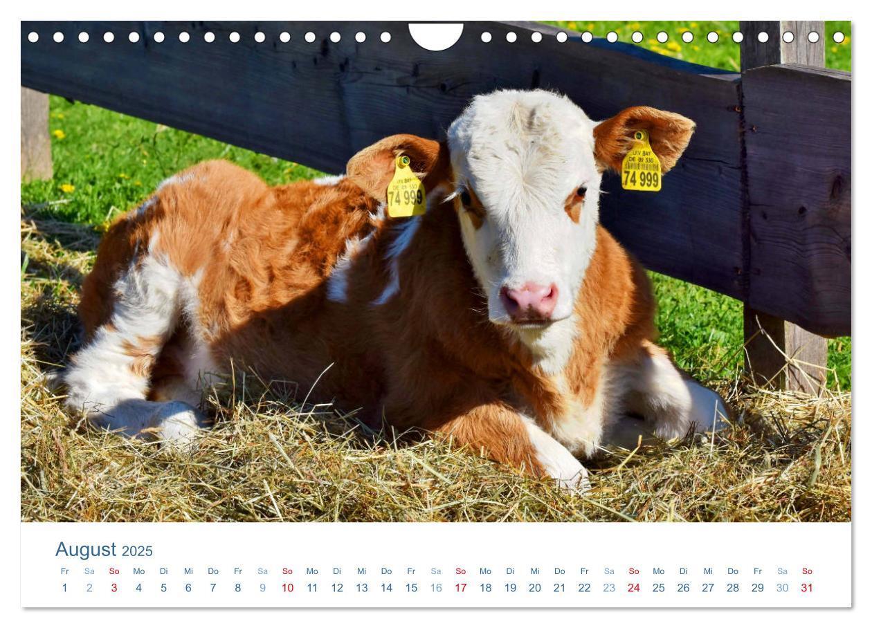 Bild: 9783435494507 | Tierisches Leben auf dem Bauernhof 2025 (Wandkalender 2025 DIN A4...