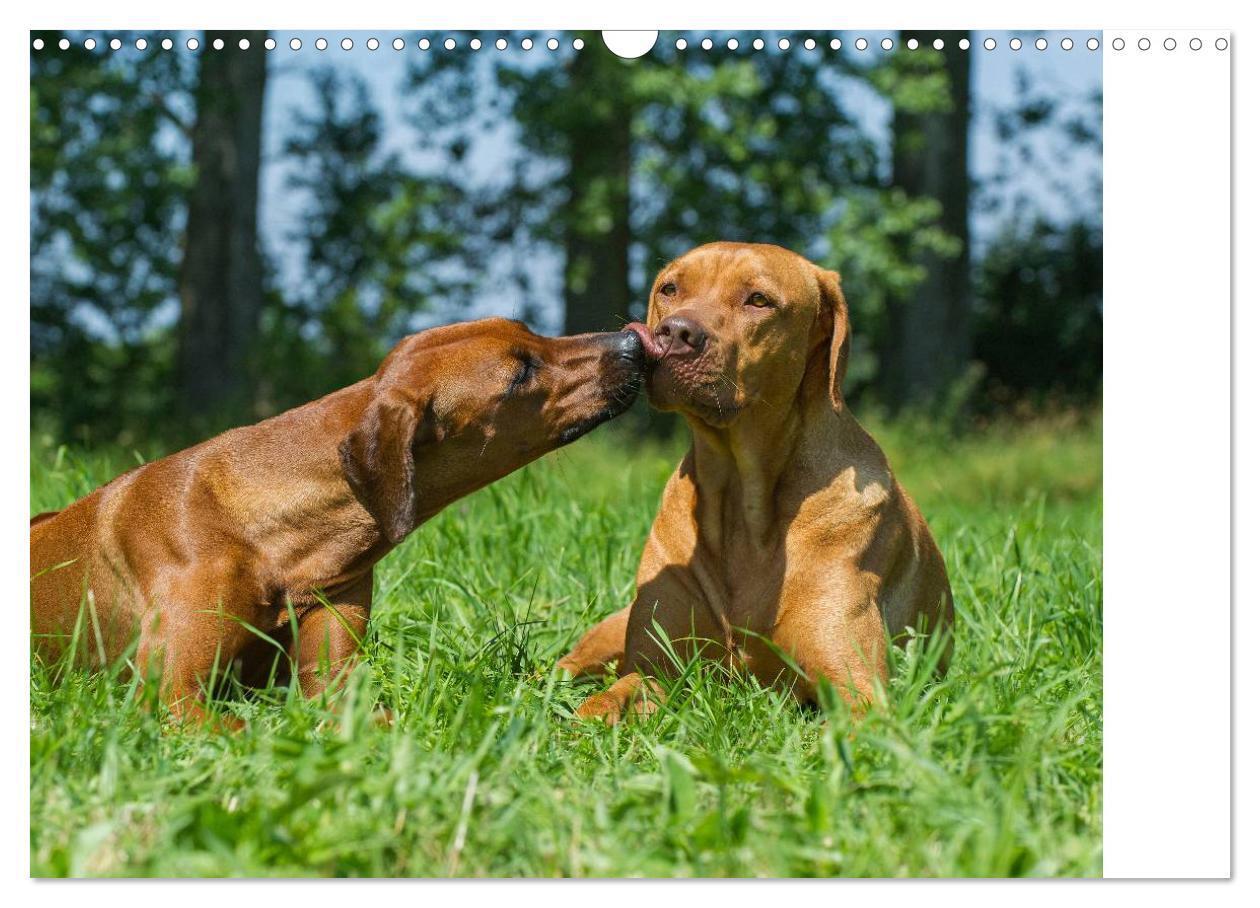 Bild: 9783435540990 | Rhodesian Ridgeback 2025 (Wandkalender 2025 DIN A3 quer), CALVENDO...