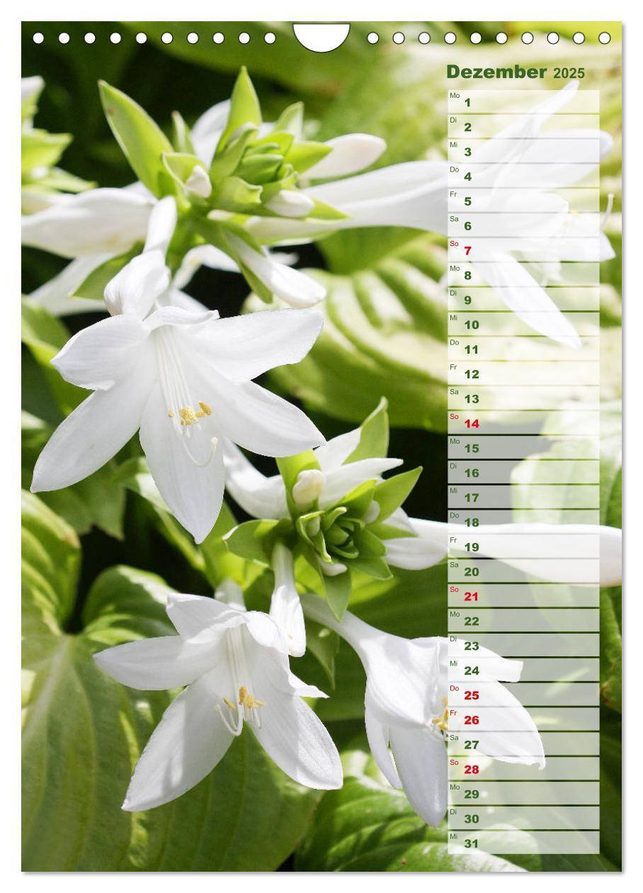 Bild: 9783435974887 | Hostas Herzblattlilien Funkien (Wandkalender 2025 DIN A4 hoch),...