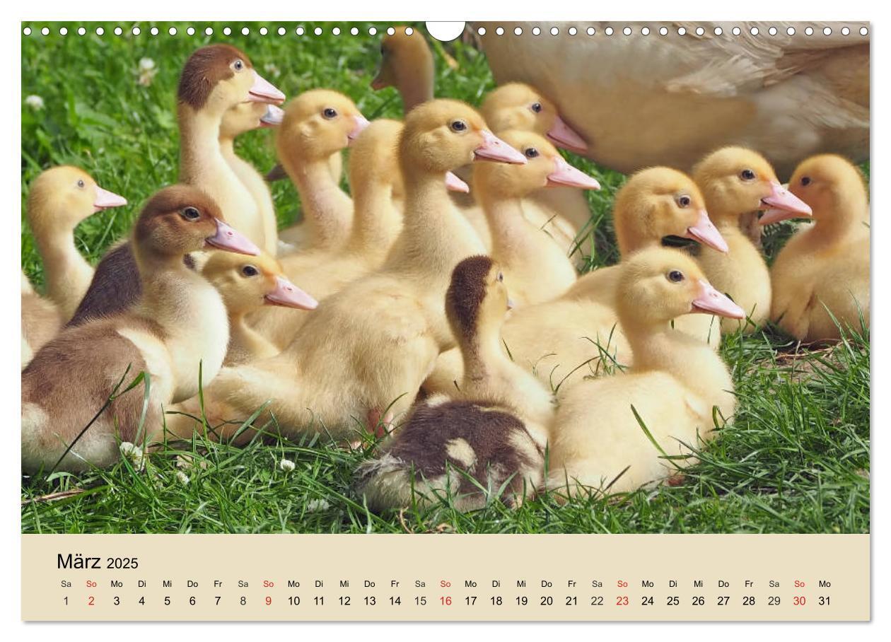 Bild: 9783435316380 | Gänse. Von wegen dumme Gans! (Wandkalender 2025 DIN A3 quer),...