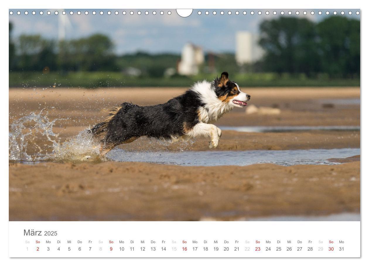 Bild: 9783435672639 | Australian Shepherd 2025 (Wandkalender 2025 DIN A3 quer), CALVENDO...